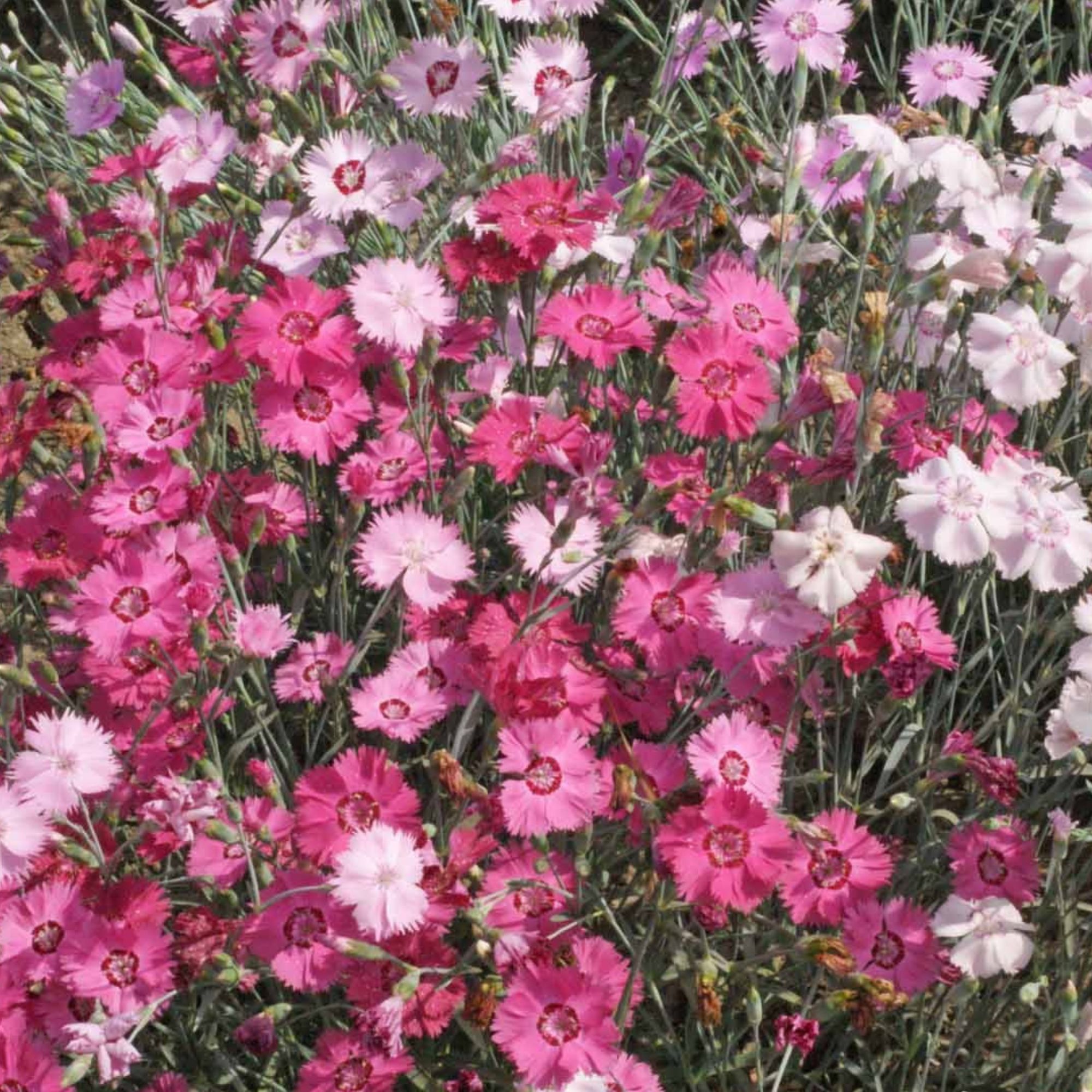 Dianthus Flower Seeds - Cottage Pinks - 0.25 Oz ~5,750 Seeds - Buy Bulk Non-GMO Dianthus Chinensis - Home, Farm & Gardening Seed